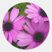 African Daisys Stickers