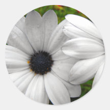 African Daisys Stickers