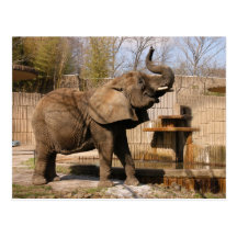 African_Elephant_001 Postcards