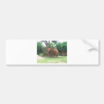 African Elephant Bumper Sticker