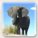 African Elephant Cork Coasters