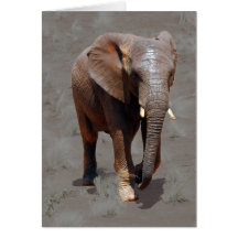 African elephant greeting cards