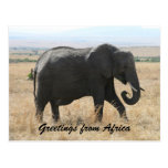 african elephant greetings postcard