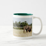 African elephant in Masai Mara, Kenya mug