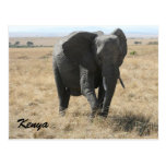african elephant kenya post cards