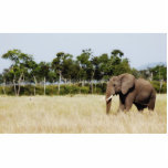 African Elephant, Masai Mara Kenya Photo Sculpture