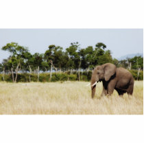 African Elephant, Masai Mara Kenya Photo Sculpture