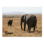 african elephant mother post cards