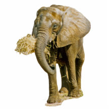 African Elephant Photo Cut Out