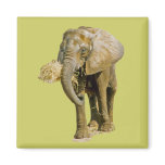 African Elephant Picture Magnet