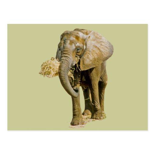 African Elephant Post Card