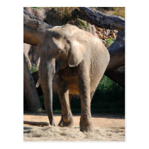 African Elephant Post Card