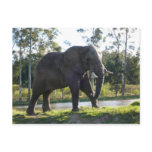 African Elephant Postcard