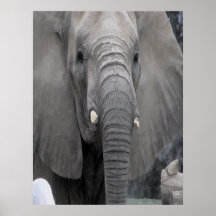 African Elephant Posters