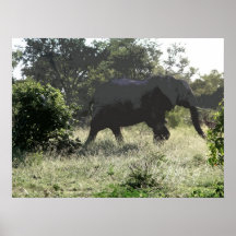 AFRICAN ELEPHANT POSTERS