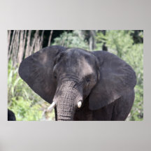 African Elephant Poster