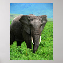 African Elephant Poster