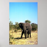 African Elephant Poster