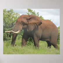 african elephant posters