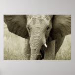 African Elephant poster, print, picture