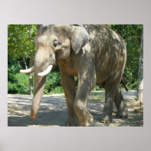 African elephant up close poster