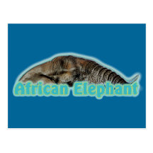 African elephant wildlife safari postcards trendy
