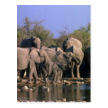 African Elephants - Breeding Herd At Water Post Card
