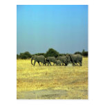 African Elephants Post Cards