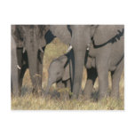 African elephants