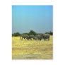 African Elephants Post Cards