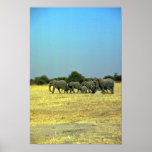 African Elephants Print