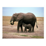 African Elephants - Small Calf Nursing Postcard