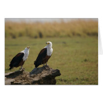African Fish Eagles cards