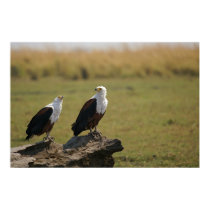 African Fish Eagles posters