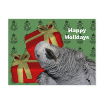 African Grey Parrot Christmas Holiday Postcard