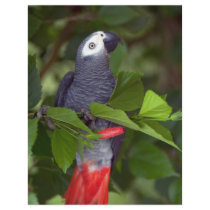 African grey parrot flyers