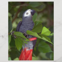 African grey parrot flyers