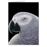 African Grey Parrot Greeting Card