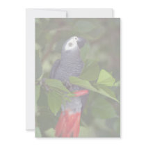 African grey parrot invites