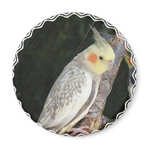 African Grey Parrot Magnet
