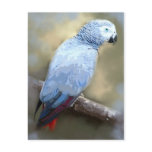 African Grey Parrot Portrait Postcards