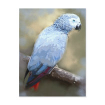 African Grey Parrot Portrait Postcards
