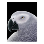 African Grey Parrot Postcard