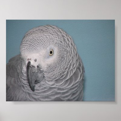 African Grey Parrot Posters by mavimet