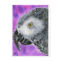 African Grey Post Card