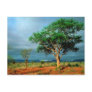 African Landscape Kruger National Park Postcards