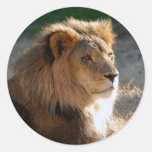 African Lion-6775e11x11 Sticker
