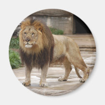 african-lion-b-5 fridge magnet