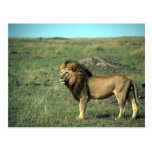 African Lion - Big Male Postcards