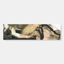 African Lion Bumper Stickers